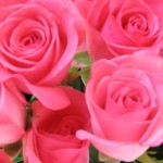 Beautiful Lasting Roses